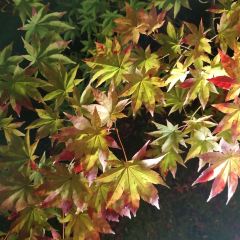 Tempura Yoshikawa User Photo