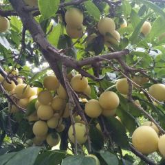 大丰收农家园 User Photo