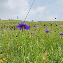 坝上西部庄园 User Photo