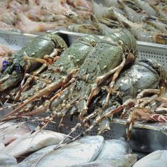 Fishmarket User Photo