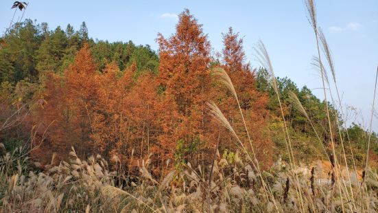 崇山以红叶著称，还有银杏及其他黄的白的树叶看，不过今年因为天