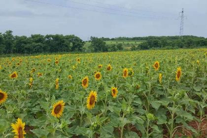 石城岛农家乐姐姐的渔家小院