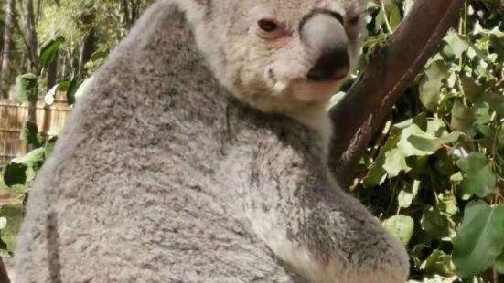萌萌的澳大利亞的國寶，考拉真的好可愛，除了睡覺就是吃，哈哈哈