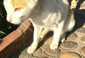 Fern Forest Café User Photo