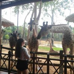 Giraffe restaurant User Photo