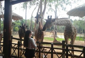 Giraffe restaurant User Photo