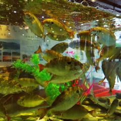 巽寮印象美食部落張用戶圖片