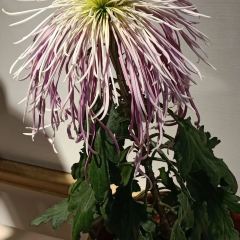 绿野仙踪生态农业园 User Photo