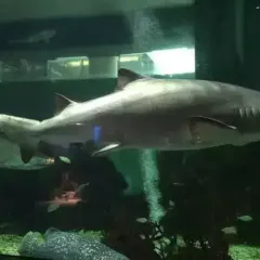 SHARK RESTAURANT User Photo