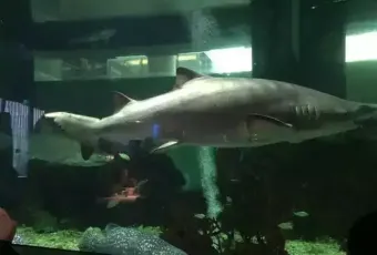 SHARK RESTAURANT User Photo