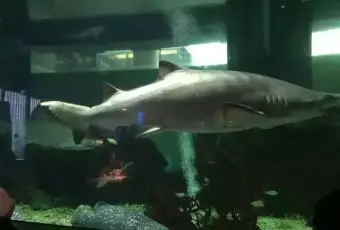 鯊魚餐廳.海景川粵餐廳（重慶天地店）用戶圖片