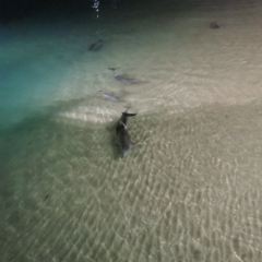 Fire & Stone Beach Front Restaurant Tangalooma 여행 사진