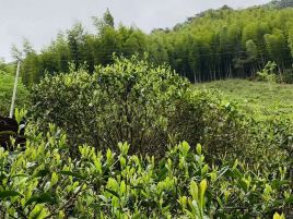 桐木红茶(厂家直营店)