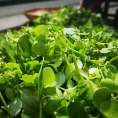高山野菜馆 User Photo