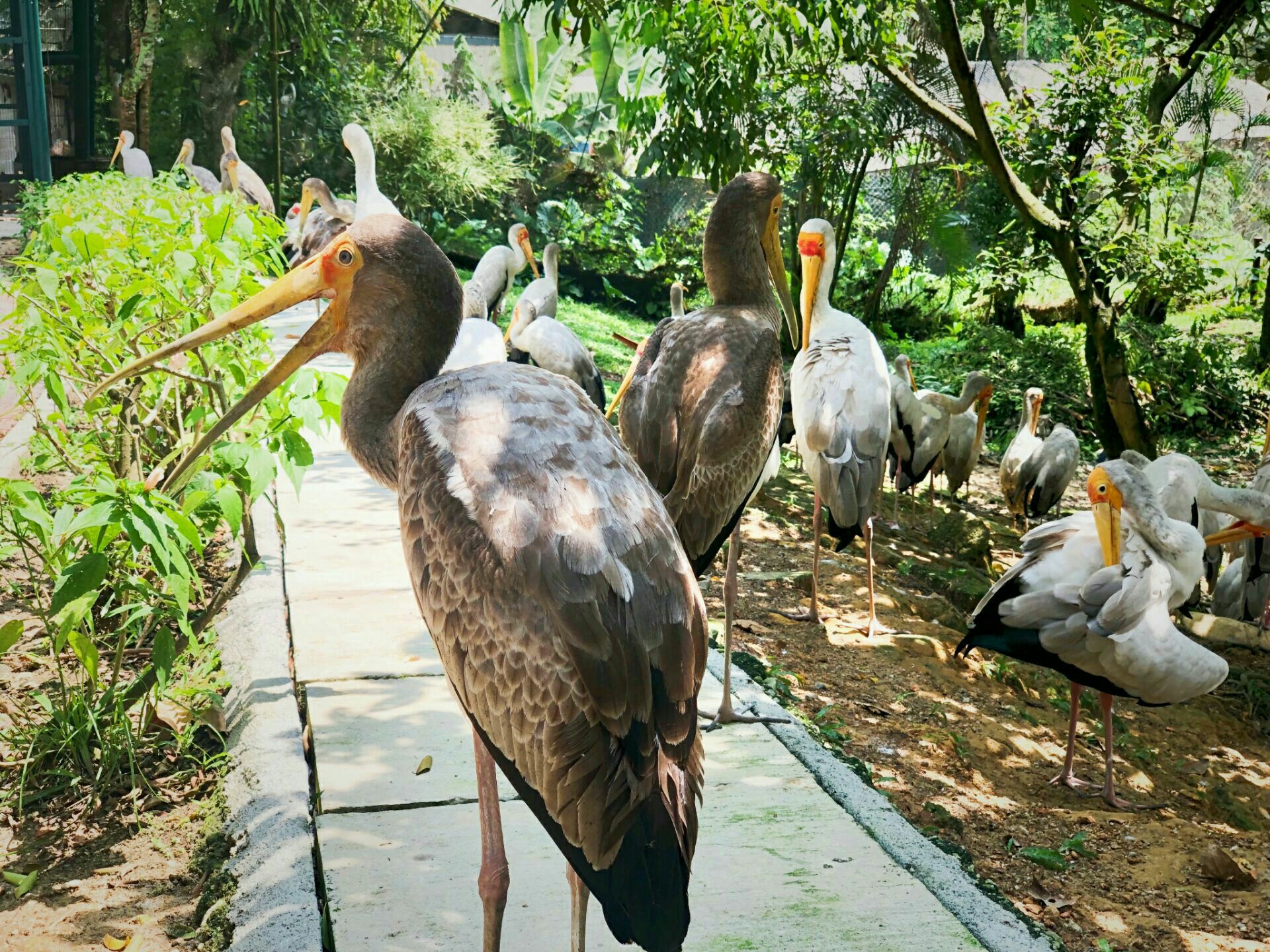 kl bird park entrance fee