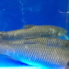 李二鲜鱼村(昌乐店) User Photo