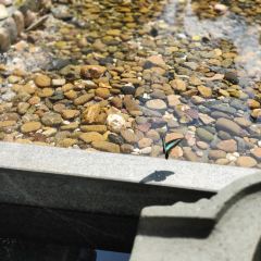 香格麗舍音樂餐廳張用戶圖片