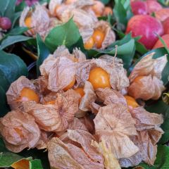 彝族传统风味饭店 User Photo