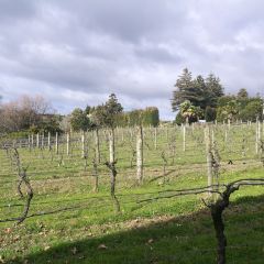 Marsden Estate Winery User Photo