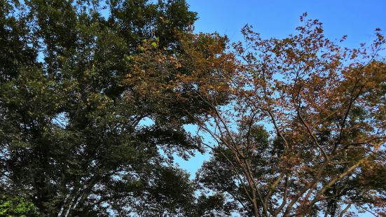 公公在當地也是居民們會經常過來的一個公園，另外，因為還有寺廟