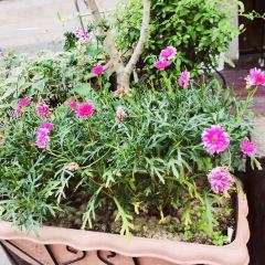 Le Petit Gâteau張用戶圖片