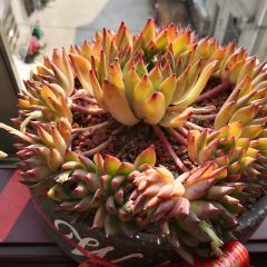 601鱼头泡饭 User Photo