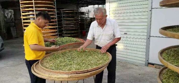 国香茶艺