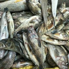 辛庄小海鲜 User Photo