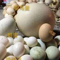 和田夜市和田本地羊红柳烤肉 User Photo
