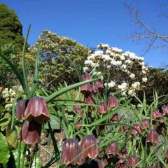 Cafe Dyrehaven張用戶圖片