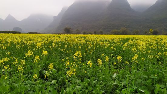 夏棠寨是遇龙河边的一个小村庄，春天河边和村庄之间的空地全部种