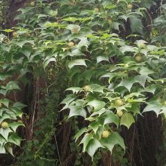 黃南武陽朗辣子雞張用戶圖片