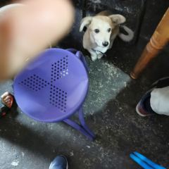 伊清園米粉店張用戶圖片