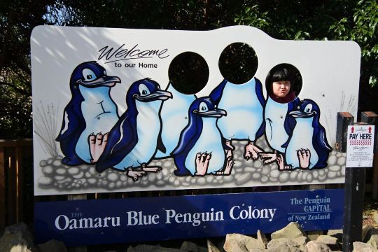 Ōamaru Penguins Tickets [2026] - Promos, Prices, Reviews & Opening