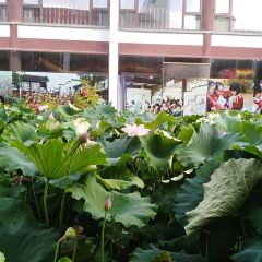 荻港渔庄 User Photo