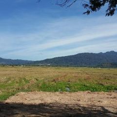 Nasi Dagang Pak Malau User Photo