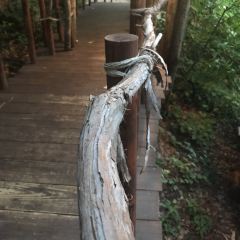 Kohi Morinotokei User Photo