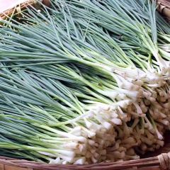 葱葱鲫鱼 User Photo