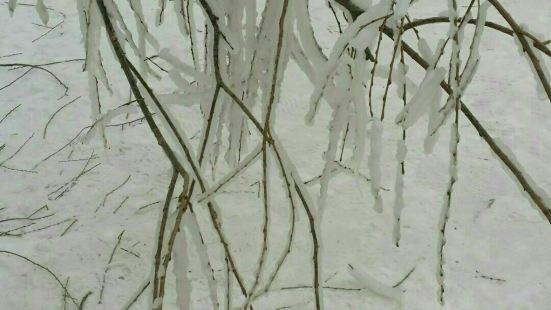 霧凇是東北地區冬季特有的自然景觀，非常漂亮，對溫度溫差，濕度