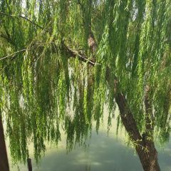 荻港渔庄 User Photo