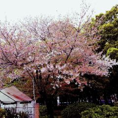 Maruya Honten Nagoya Station Branch User Photo