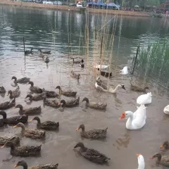 白家罩餅(太行水鎮店)張用戶圖片