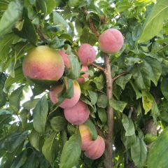 大丰收农家园 User Photo