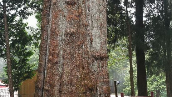 神木是景區的一棵地標性大樹，其實在森林遊樂區，有許多根深恭弘