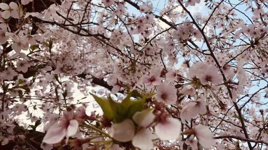 这个毛马樱之宫公园在春天的时候来开满了樱花非常的漂亮啊，这里