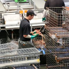 The Lobster Shack User Photo
