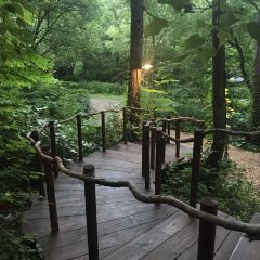 Kohi Morinotokei User Photo