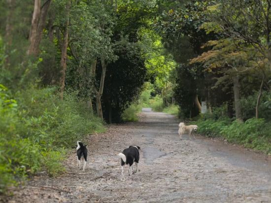 Others 2, Hangzhou Lin'an Tan Xingu Homestay, Hangzhou