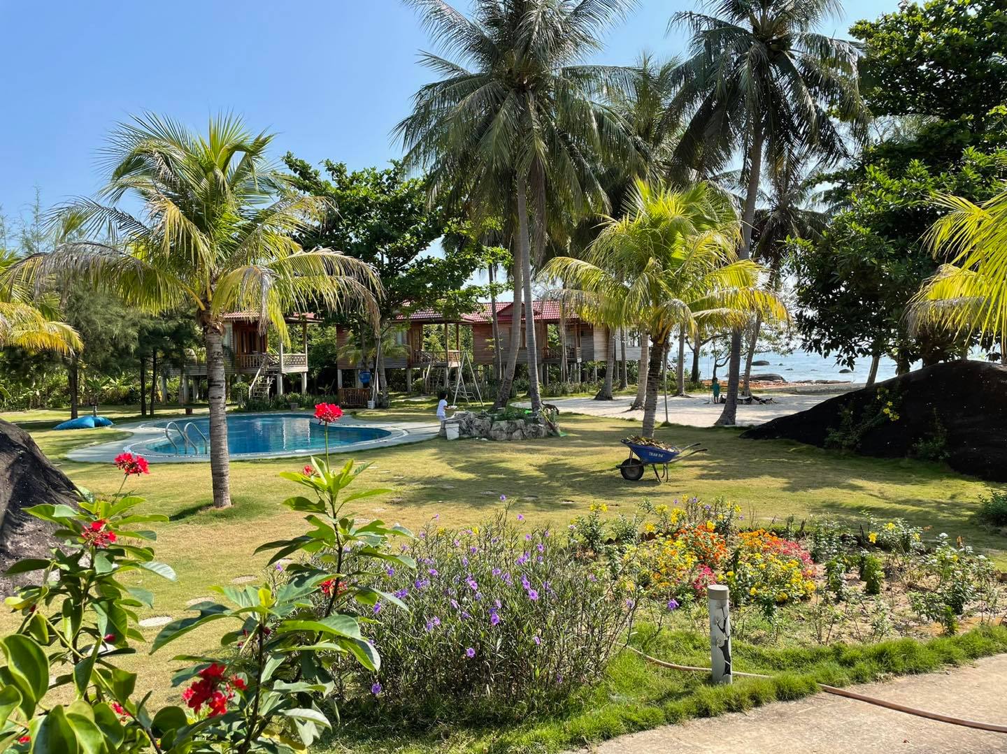 cay sao phu quoc #2