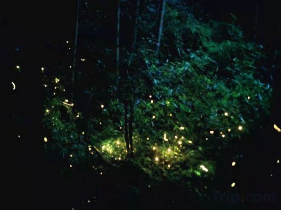 Others 4, Moganshan Pinellia hot spring holiday beautiful night, Huzhou